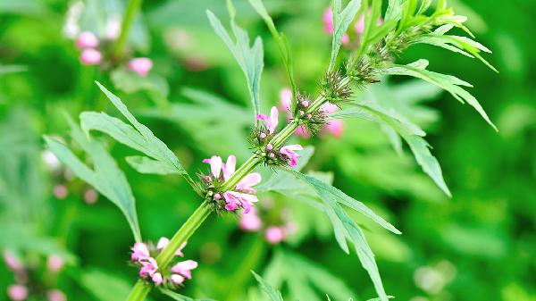 摄生调度的办法：从入门到进阶，打造健康日子